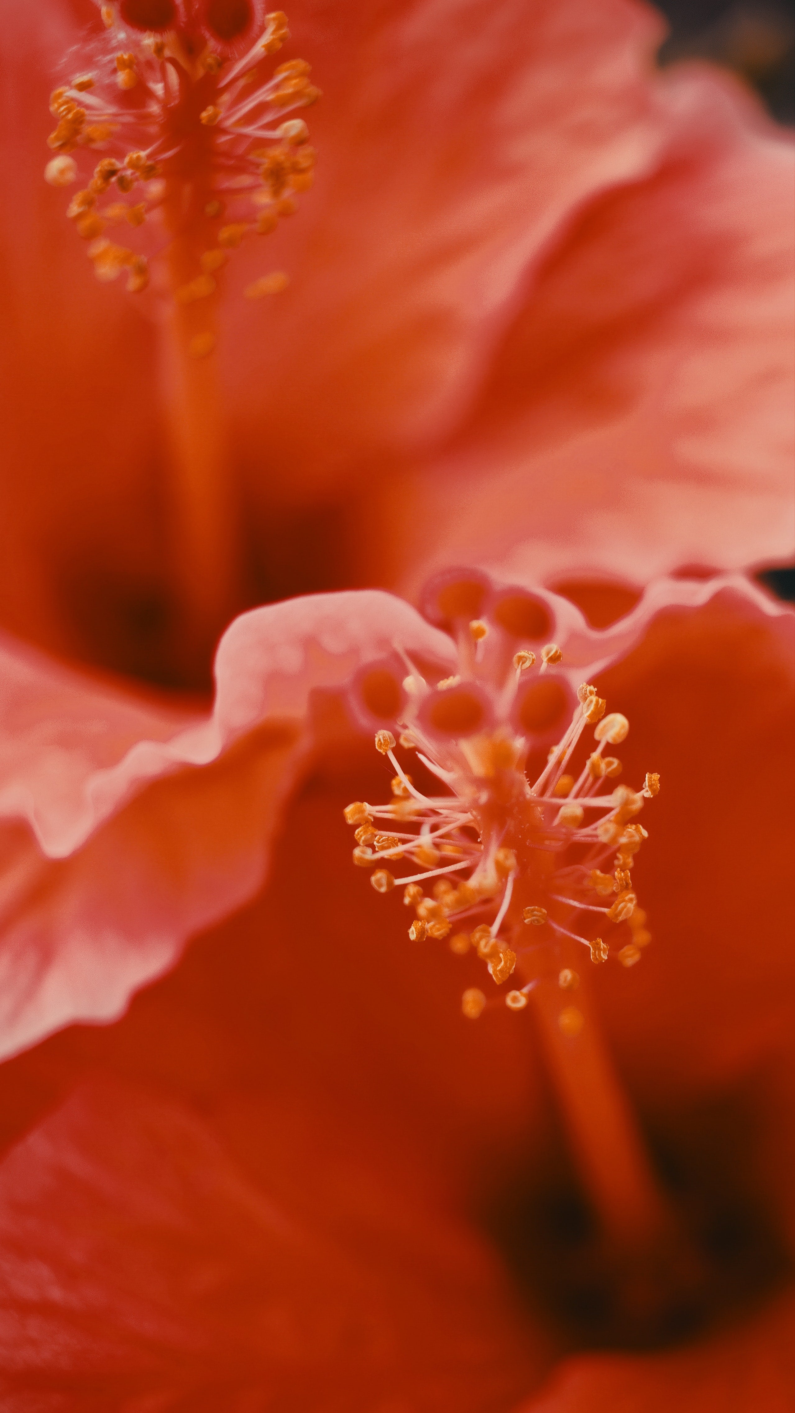 Hibiscus and its true beauty